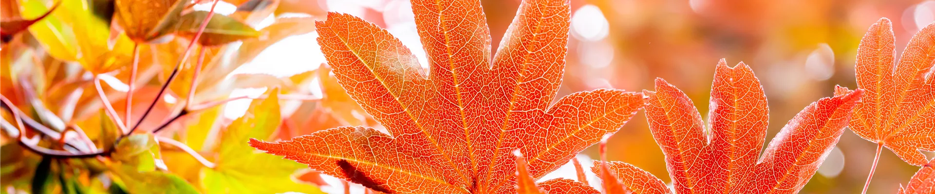 Acer palmatum 'Bloodgood'