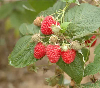 Rubus idaeus 'Glen Ample' Rubus idaeus 'Glen Ample'
