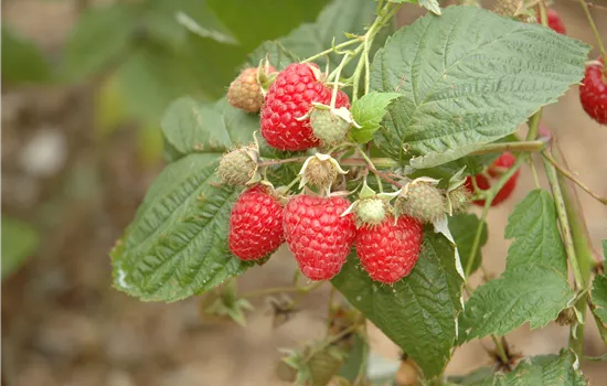 Rubus idaeus 'Glen Ample'