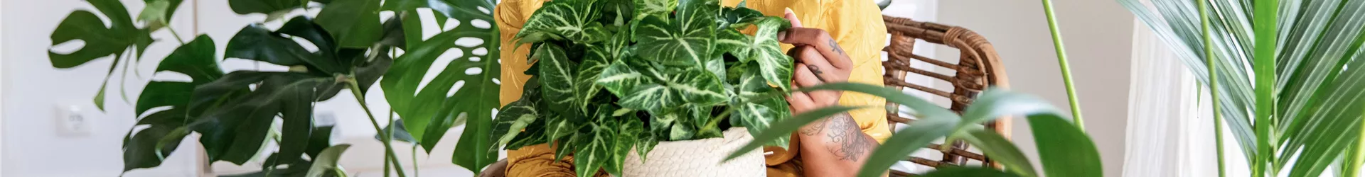 Jungle Ambiente - Frau im Wohnzimmer hält Pflanze