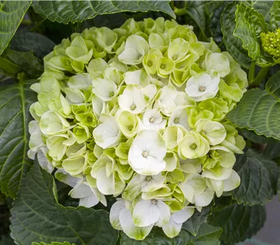 Ein bunter Garten dank der Hortensienvielfalt