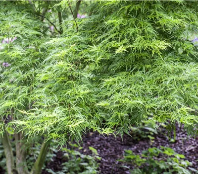 Acer palmatum 'Seiryu' Acer palmatum 'Seiryu'