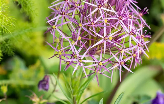 Allium christophii