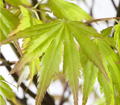 Acer palmatum 'Orange Dream' Acer palmatum 'Orange Dream'