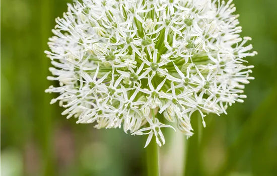 Allium 'Ping Pong'