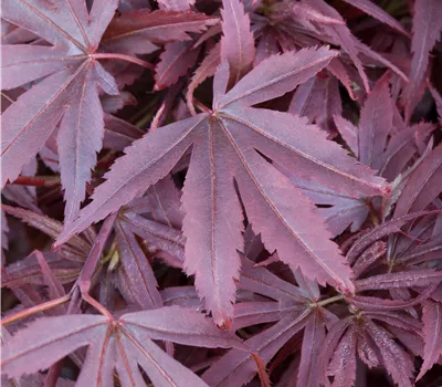 Acer palmatum 'Shaina' Acer palmatum 'Shaina'