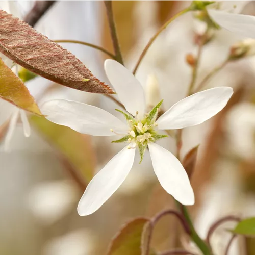 Amelanchier lamarckii Amelanchier lamarckii