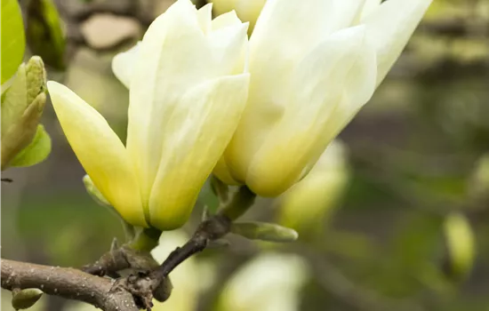 Magnolia denudata 'Yellow River'