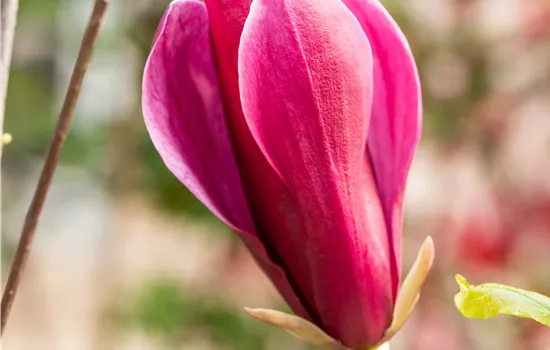 Magnolia liliiflora 'Nigra' 