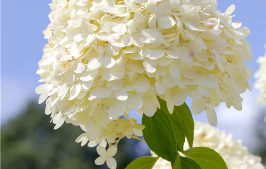 Hydrangea paniculata 'Limelight'