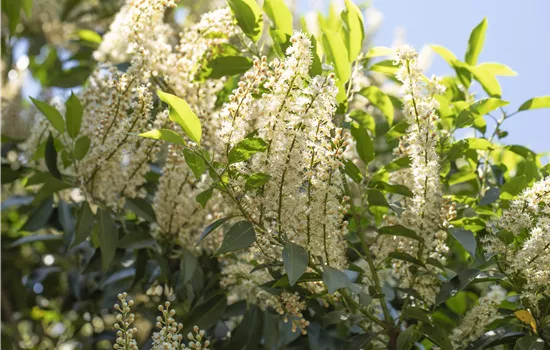 Prunus laurocerasus 'Angustifolia'