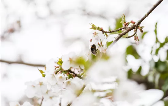 Prunus nipponica 'Brillant' 