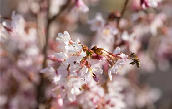 Prunus nipponica 'Ruby'