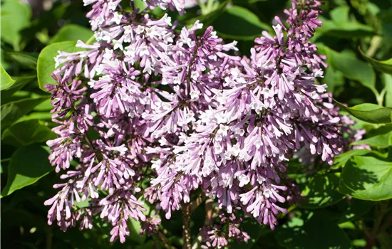 Syringa patula 'Miss Kim' 