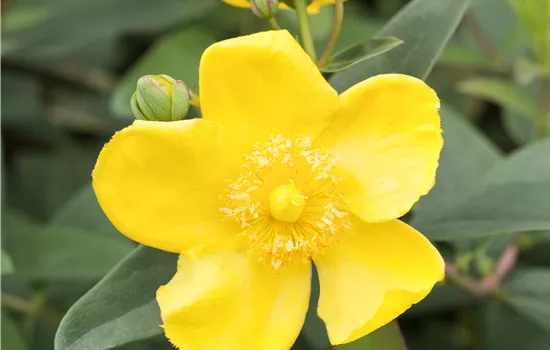 Hypericum 'Hidcote' 