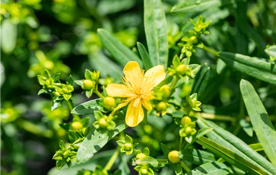 Hypericum kalmianum 'Gemo'