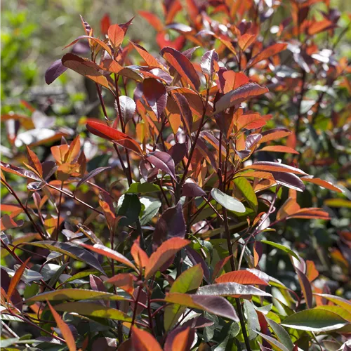 Photinia fraseri 'Red Robin' Photinia fraseri 'Red Robin'