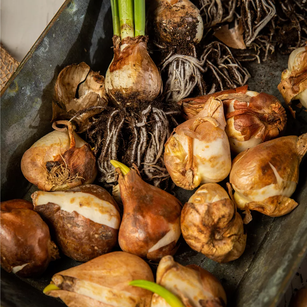 Sämereien, Setzknollen und -zwiebeln