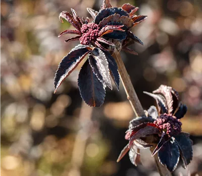 Sambucus nigra 'Black Tower' Sambucus nigra 'Black Tower'