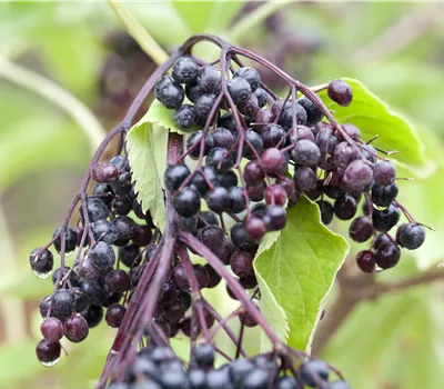 Sambucus nigra 'Haschberg' Sambucus nigra 'Haschberg'