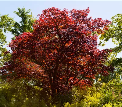 Acer palmatum 'Beni Maiko' Acer palmatum 'Beni Maiko'