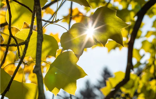 Liriodendron tulipifera 