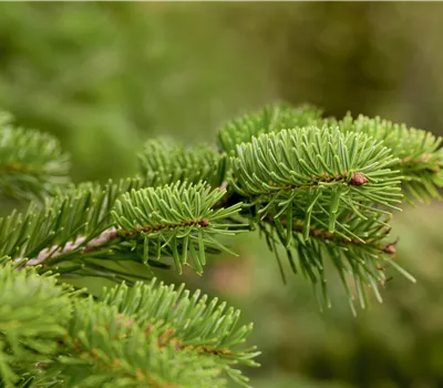 Abies nordmanniana Abies nordmanniana
