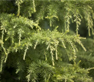 Cedrus deo. 'Golden Horizon' Cedrus deo. 'Golden Horizon'