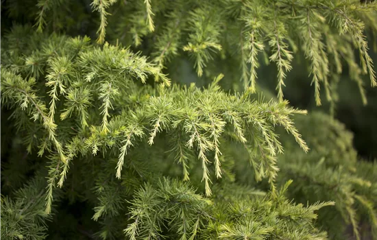 Cedrus deodara 'Golden Horizon' 