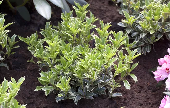 Osmanthus heterophyllus 