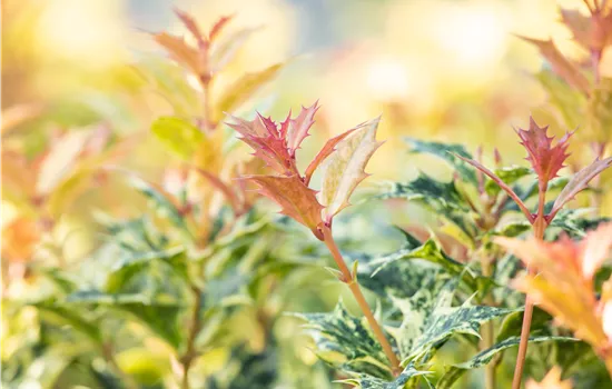 Osmanthus heterophyllus 'Goshiki' 