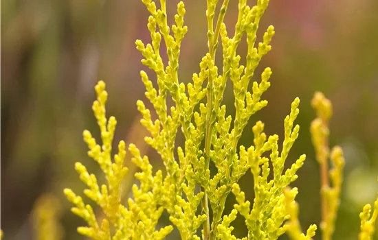 Chamaecyparis lawsoniana 'Ivonne' 