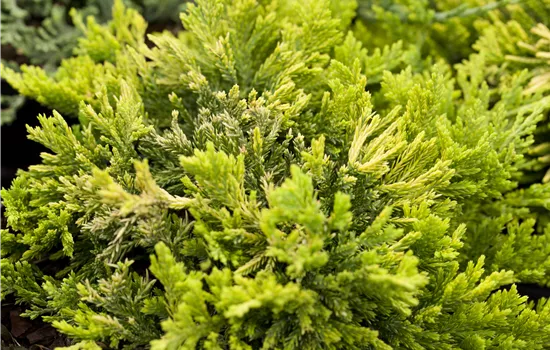 Juniperus horizontalis 'Golden Carpet' 