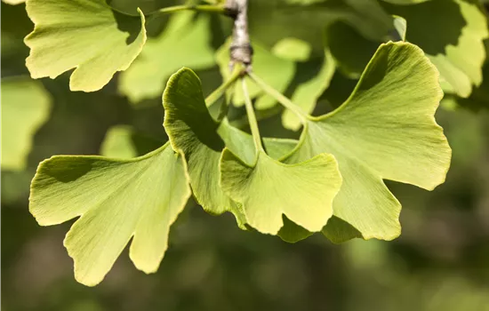 Ginkgo biloba 'Menhir' 