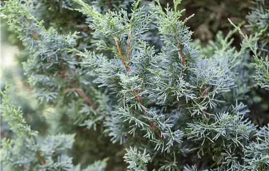 Juniperus chinensis 'Blaauw' 