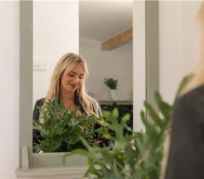 Cinq plantes d’intérieur purificatrices d’air pour votre maison