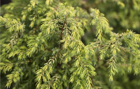 Juniperus communis 'Gold Cone' 