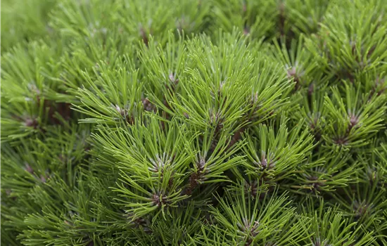 Pinus nigra 'Marie Brégeon' 
