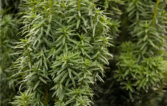 Taxus baccata 'David' 