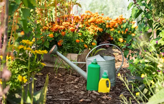 De belles plantes saines, grâce à une fertilisation appropriée 