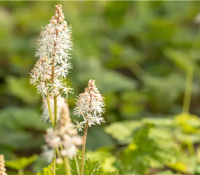 Les plus belles vivaces d’ombre pour les emplacements sombres