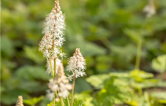 Les plus belles vivaces d’ombre pour les emplacements sombres