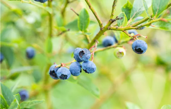 Unsere liebsten Beeren für den eigenen Naschgarten