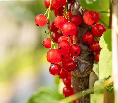 Ribes 'Jonkheer van Tets' Ribes 'Jonkheer van Tets'