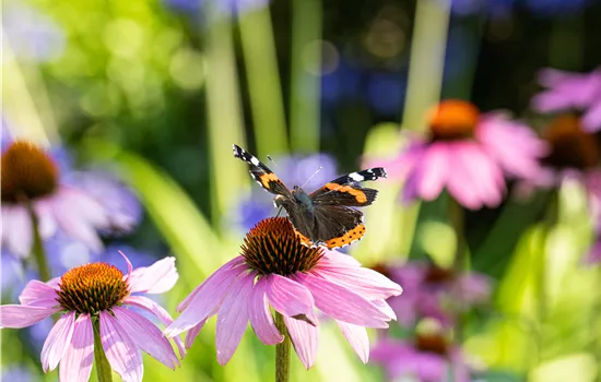 Die 10 schönsten Sommerblumen für den Garten Die 10 schönsten Sommerblumen für den Garten