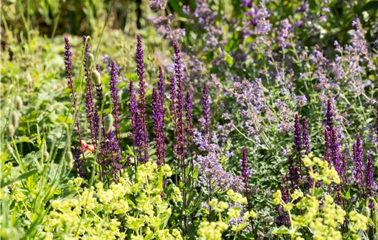 Die schönsten mehrjährigen Blumen und Dauerblüher Die schönsten mehrjährigen Blumen und Dauerblüher