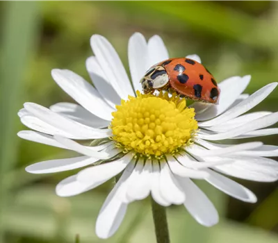Lutter contre les ravageurs du jardin avec des auxiliaires vivants