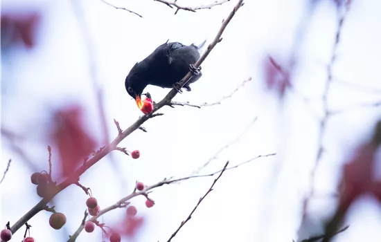 Vogelfreundliche Futterpflanzen für Gartenfreunde Vogelfreundliche Futterpflanzen für Gartenfreunde
