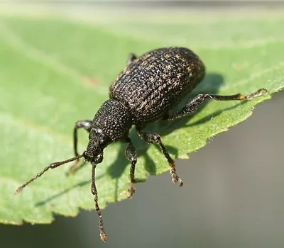 Les nématodes dans la lutte contre les otiorhynques affamés 