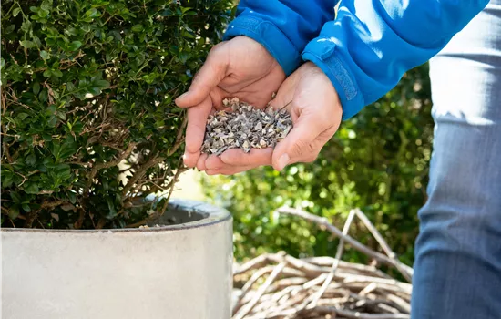 Une croissance saine grâce aux bactéries du sol et aux engrais
